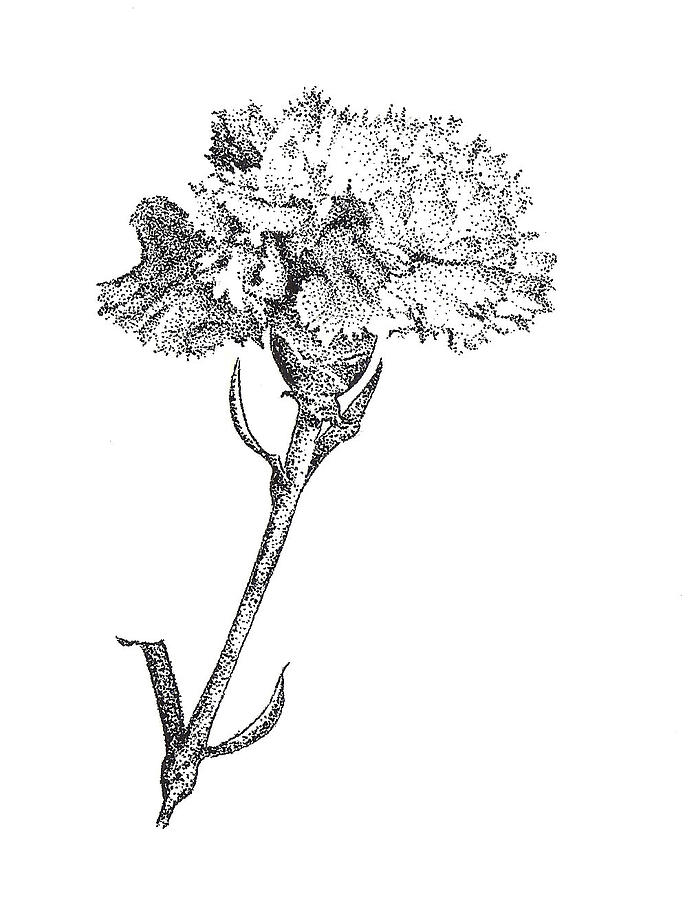 696x900 carnation drawing - Carnation Flower Drawing