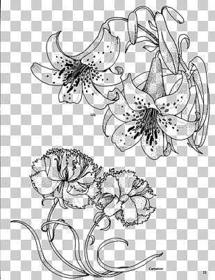 310x403 Carnation Birth Flower Drawing Coloring Book, Lily Flowers Line - Carnation Line Drawing