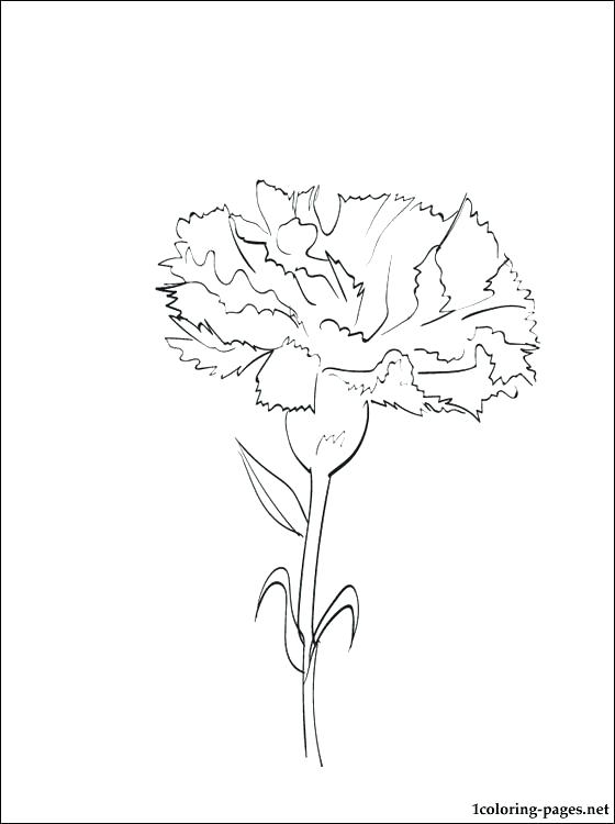 Carnation Line Drawing at Explore collection of