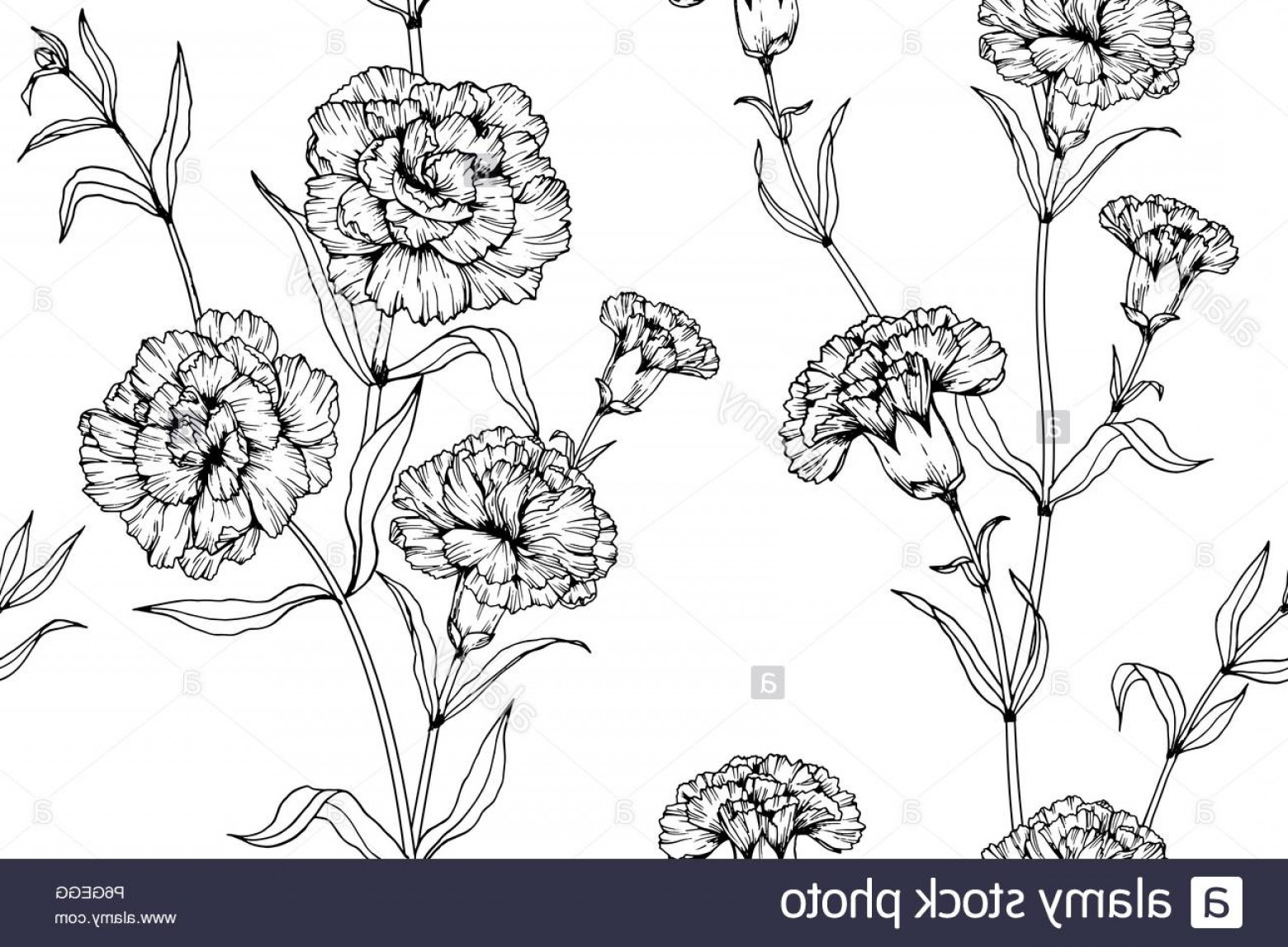 Carnation Line Drawing at Explore collection of