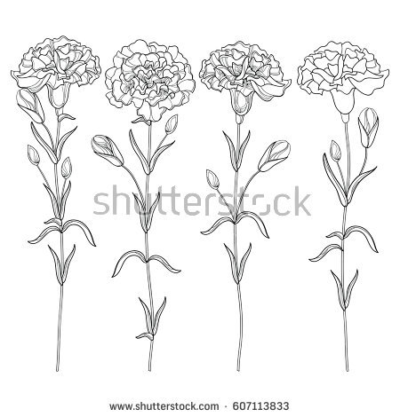 450x470 Carnation Flower Outline - Carnation Line Drawing