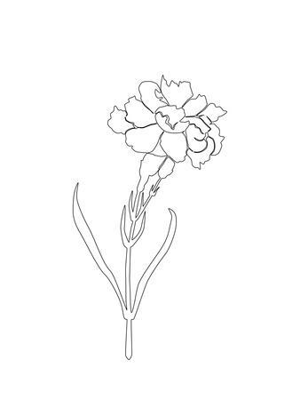 338x450 Carnation Lines Art Print - Carnation Line Drawing