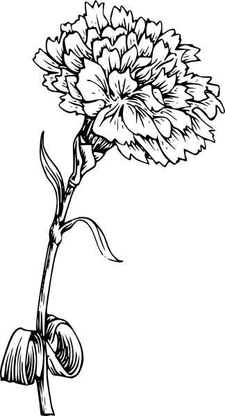 324x599 Carnation Vector Huge Freebie! Download For Powerpoint - Carnation Line Drawing