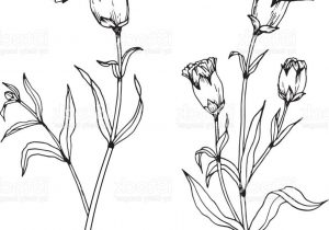 300x210 Drawn Carnation Line - Carnation Line Drawing