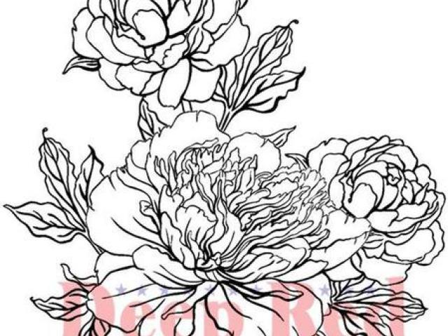 640x480 Drawn Carnation Line - Carnation Line Drawing