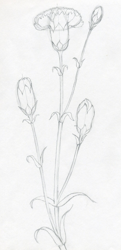 420x866 How To Draw Carnation - Carnation Line Drawing