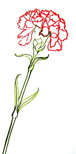 250x504 Huge Collection Of 'carnation Drawing' Download More Than - Carnation Line Drawing