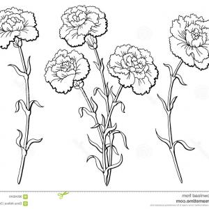 Carnation Line Drawing at PaintingValley.com | Explore collection of ...