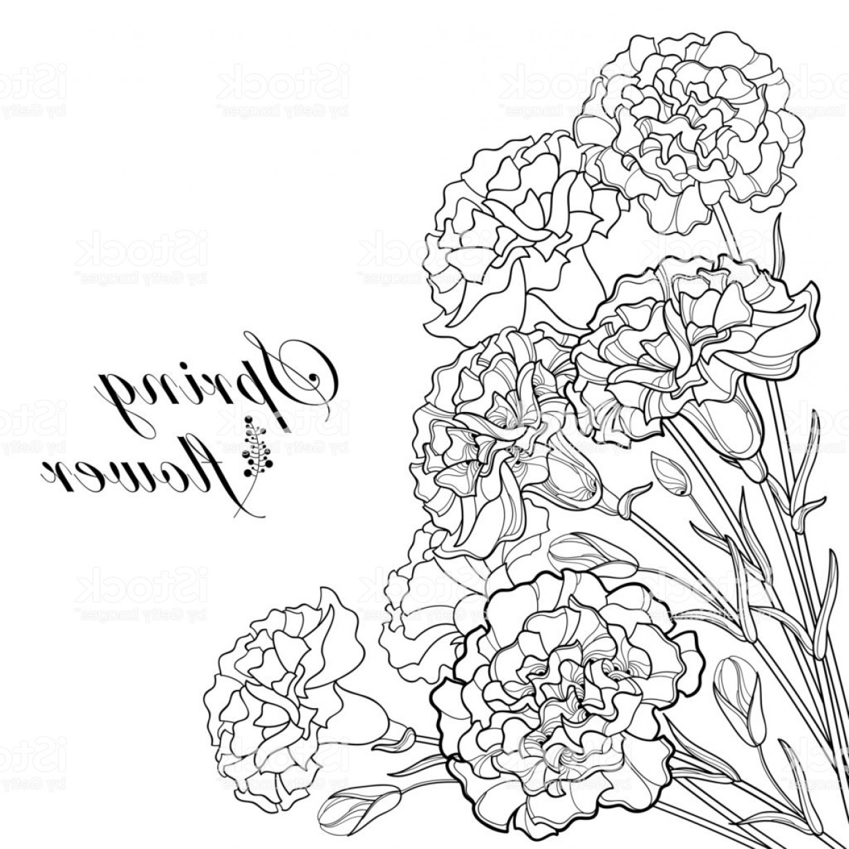 Carnation Line Drawing at PaintingValley.com | Explore collection of ...