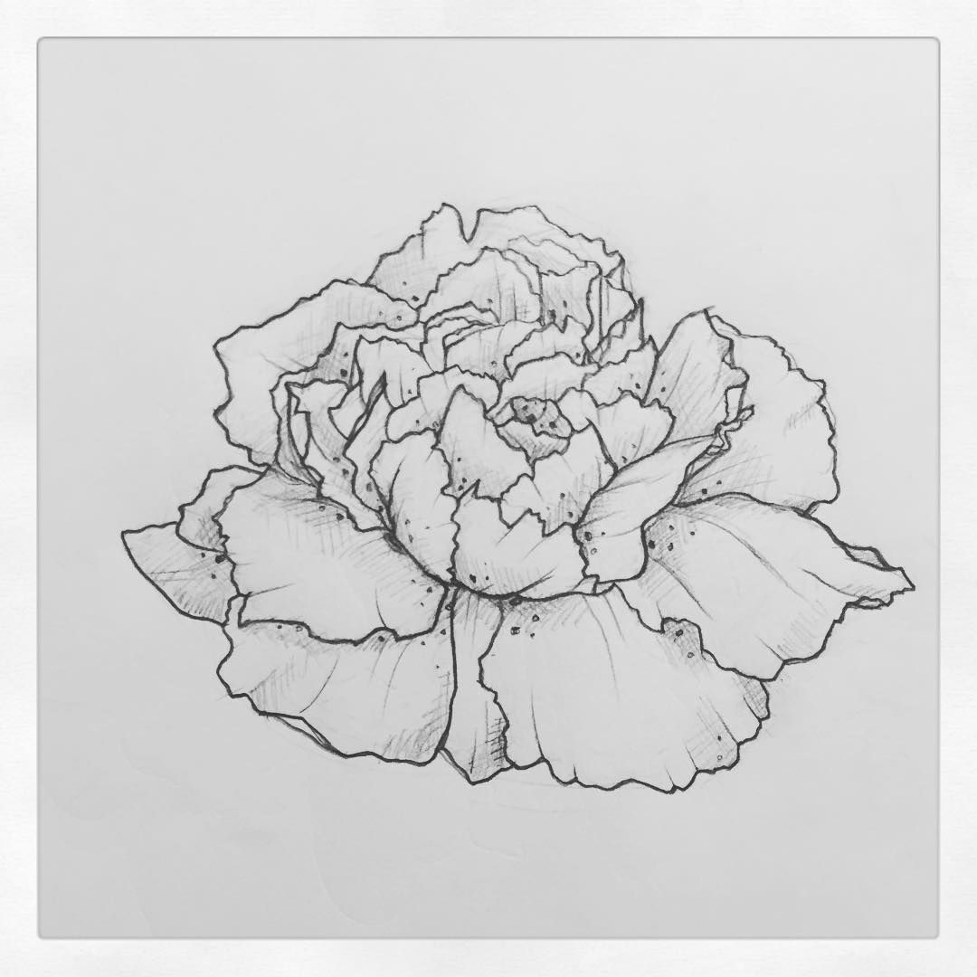 1080x1080 peonies drawing carnation for free download - Carnation Line Drawing