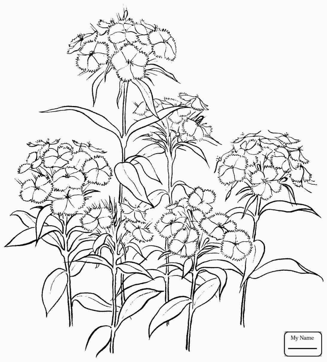 1093x1209 dahlia s rhcouk vector seamless pattern flower - Carnation Line Drawing