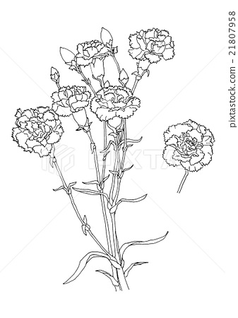 337x450 Carnation - Carnation Line Drawing