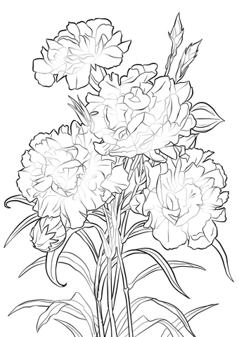 340x480 Carnation - Carnation Line Drawing