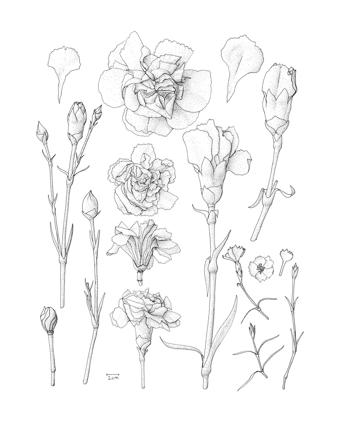 1100x1400 Carnation Anatomy - Carnation Line Drawing