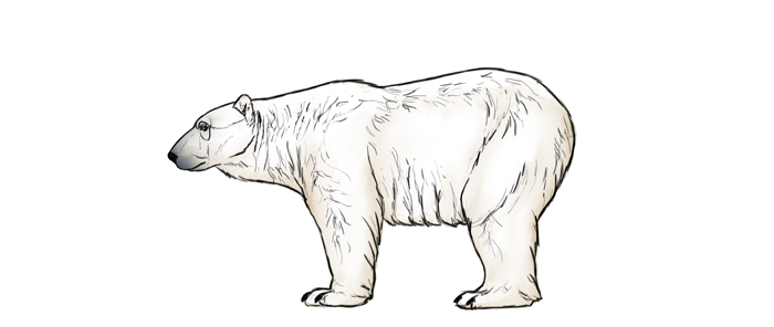 700x296 how to draw bears big, fluffy clumsy - Carnivore Drawing