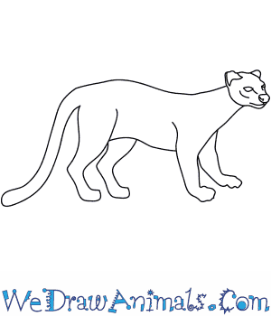 300x350 How To Draw A Fossa - Carnivore Drawing