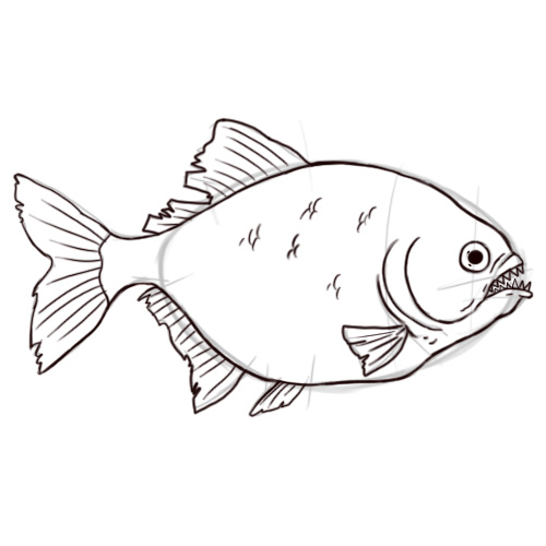 500x500 How To Draw A Piranha Steps - Carnivore Drawing