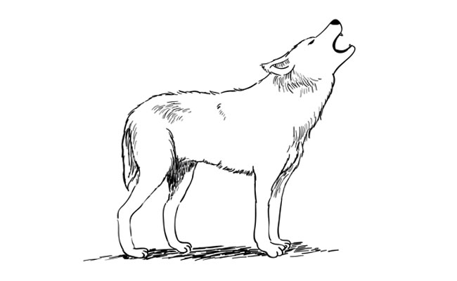 650x400 How To Draw A Wolf - Carnivore Drawing