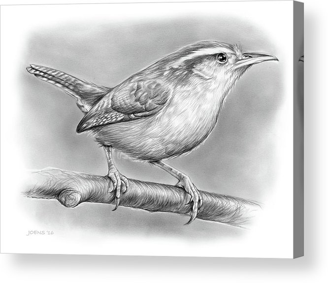 Carolina Wren Drawing at PaintingValley.com | Explore collection of