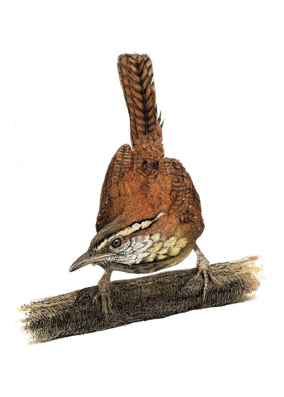570x798 Carolina Wren Bird Art Songbird Painting Bird Painting Etsy - Carolina Wren Drawing