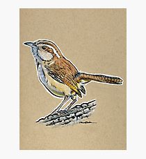 210x230 Carolina Wren Drawing Photographic Prints Redbubble - Carolina Wren Drawing