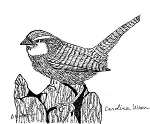 300x248 Carolina Wren Drawing - Carolina Wren Drawing