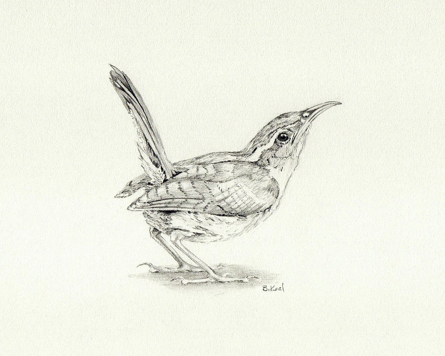 900x720 Carolina Wren Drawing - Carolina Wren Drawing
