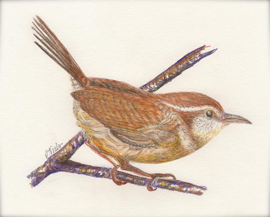 900x724 Carolina Wren Drawing - Carolina Wren Drawing