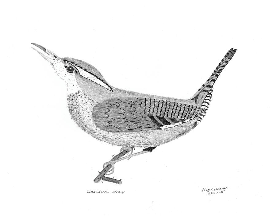 900x711 Carolina Wren Drawing - Carolina Wren Drawing