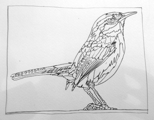 536x418 Carolina Wren Status Sagworks Art Everyday - Carolina Wren Drawing