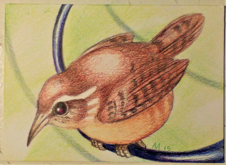 794x579 Carolina Wren Original Hand Drawn Color Pencil Bird Aceo Etsy - Carolina Wren Drawing
