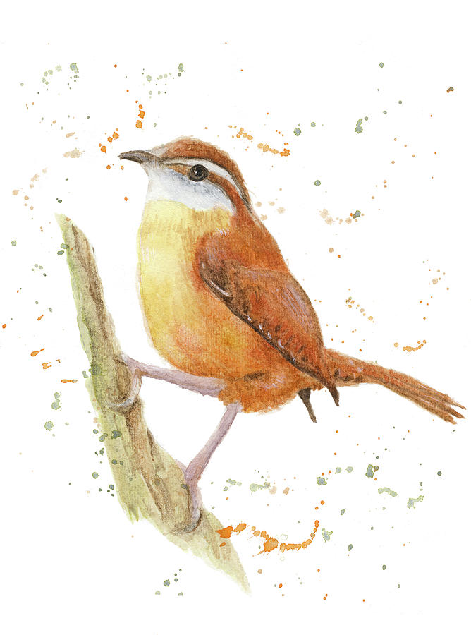 Carolina Wren Drawing at Explore collection of