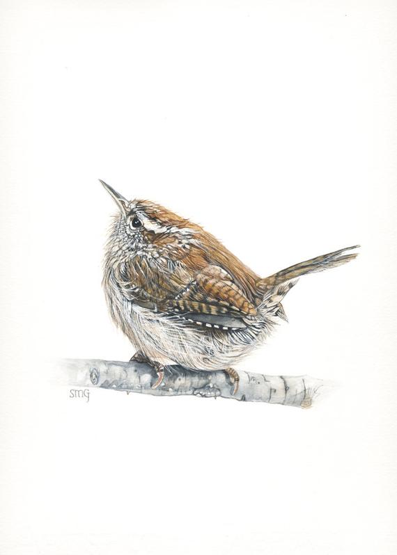 570x798 Carolina Wren Print Of Watercolor Painting - Carolina Wren Drawing
