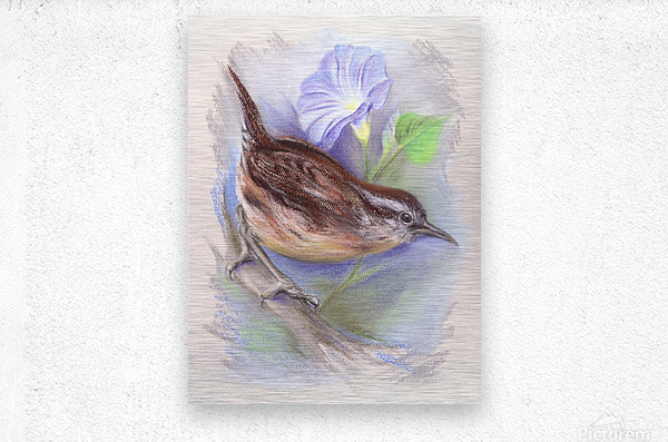 600x397 Carolina Wren With Morning Glory - Carolina Wren Drawing
