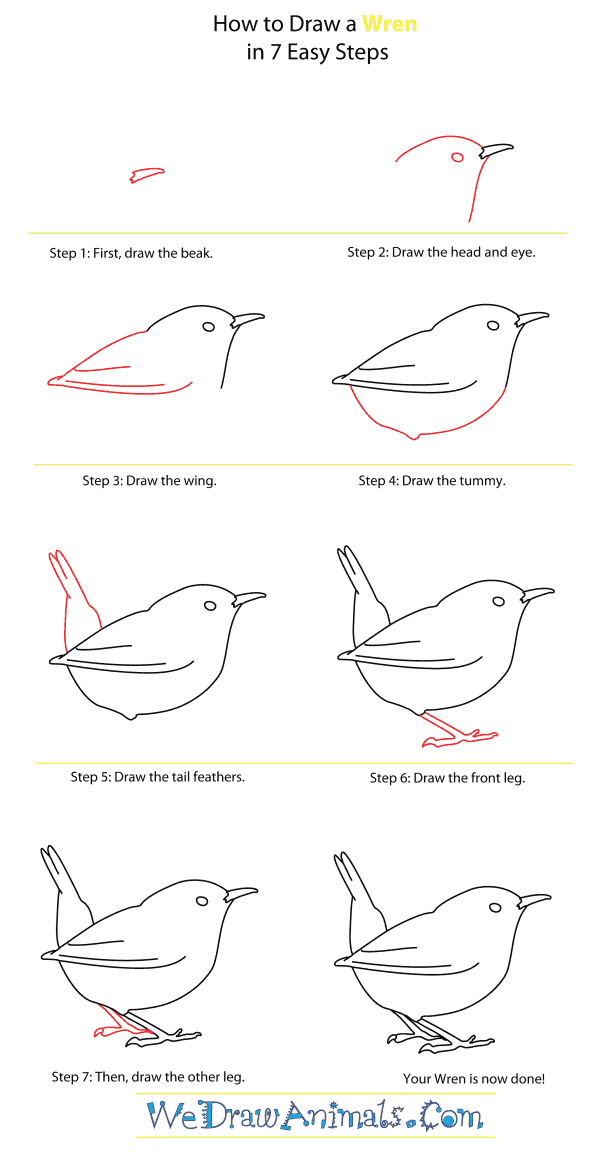 600x1175 How To Draw A Wren - Carolina Wren Drawing