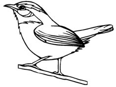 236x177 Best Wren Tattoo Images Birds, Paintings, Beautiful Drawings - Carolina Wren Drawing
