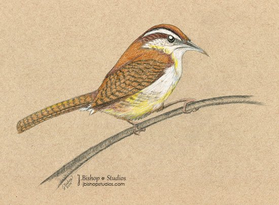 550x404 Jbishop Studios Carolina Wren - Carolina Wren Drawing
