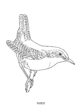 270x350 South Carolina State Bird Notebooking Set - Carolina Wren Drawing