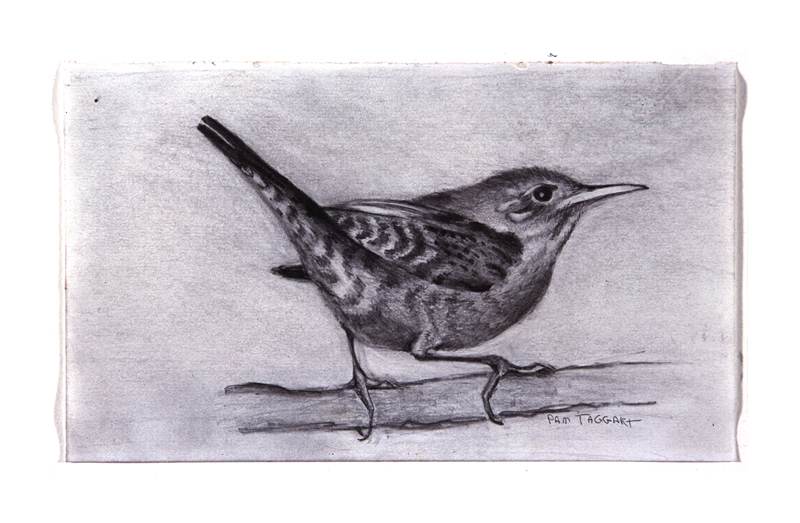 Carolina Wren Drawing at PaintingValley.com | Explore collection of