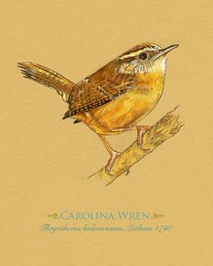 236x294 Best Carolina Wren Images Little Birds, Bird Art, Birds - Carolina Wren Drawing