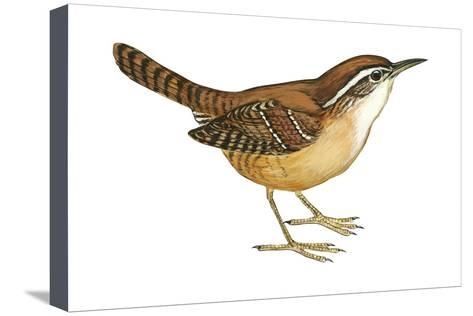 473x316 Carolina Wren - Carolina Wren Drawing
