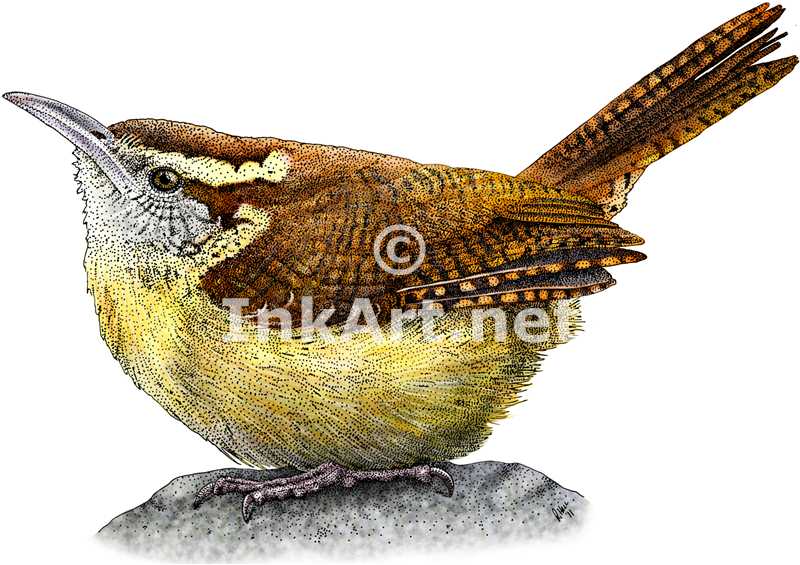 800x565 Carolina Wren - Carolina Wren Drawing