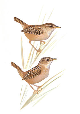 282x400 Carolina Wren Audubon Field Guide - Carolina Wren Drawing