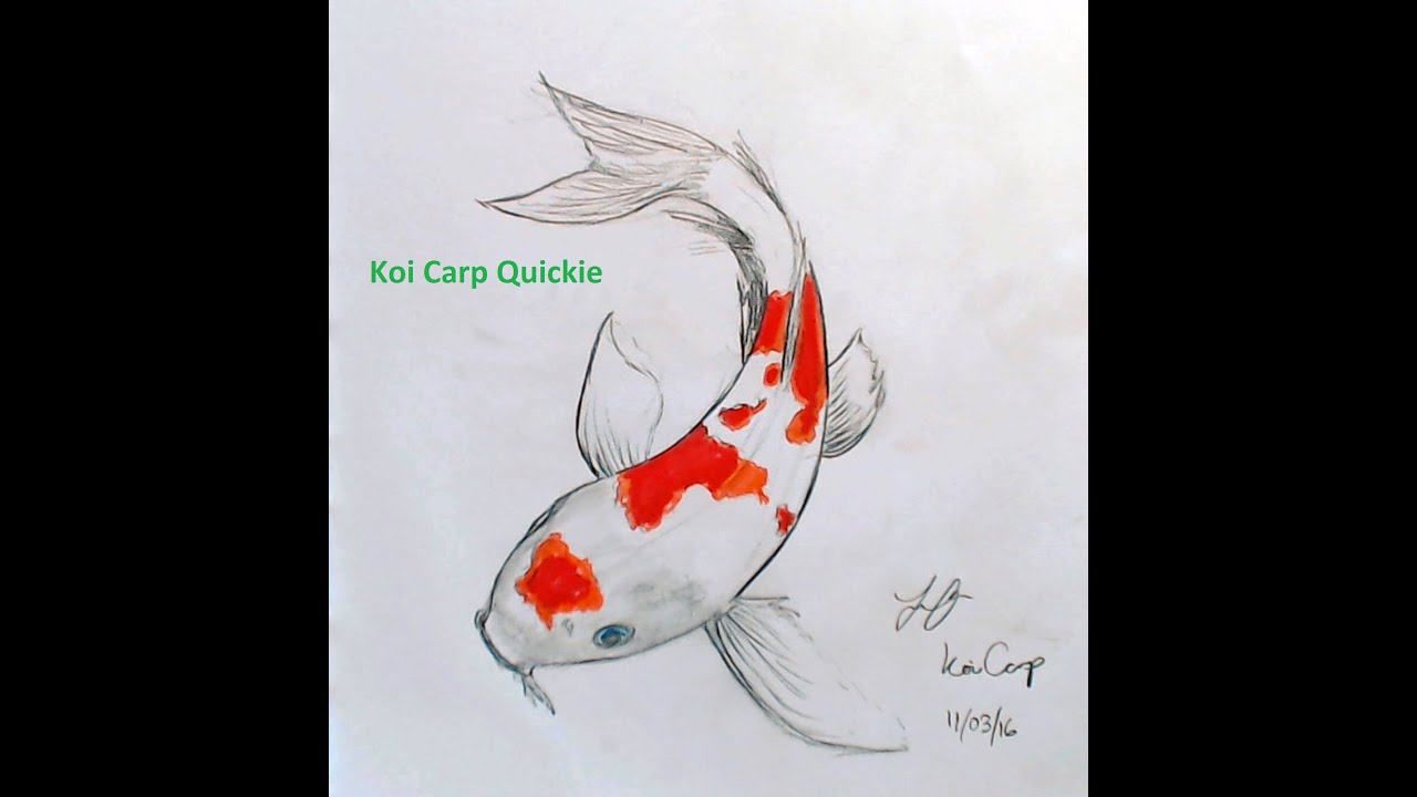 1280x720 drawing a koi carp - Carp Drawing