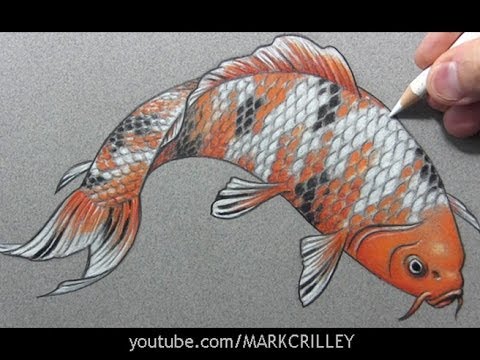 480x360 drawing time lapse koi fish - Carp Drawing