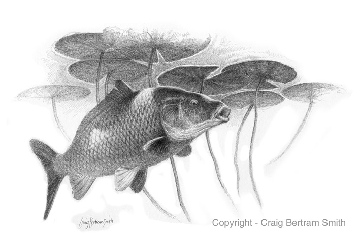 Carp Drawing at PaintingValley.com | Explore collection of Carp Drawing