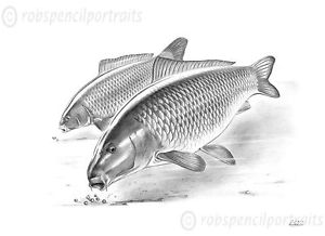 300x218 heads down underwater carp fishing art drawing print gift present - Carp Drawing