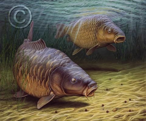 Carp Drawing At PaintingValley Explore Collection Of Carp Drawing