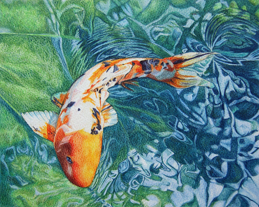 900x720 koi carp drawing - Carp Drawing