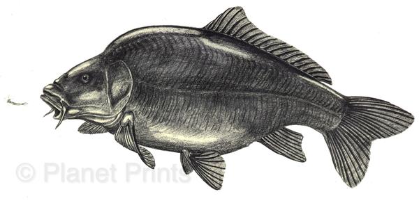 Carp Drawing at PaintingValley.com | Explore collection of Carp Drawing
